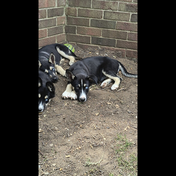 Mixed Breed - Both