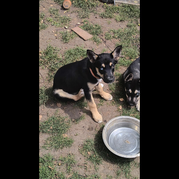 Mixed Breed - Both