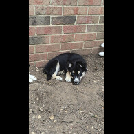 Mixed Breed - Both