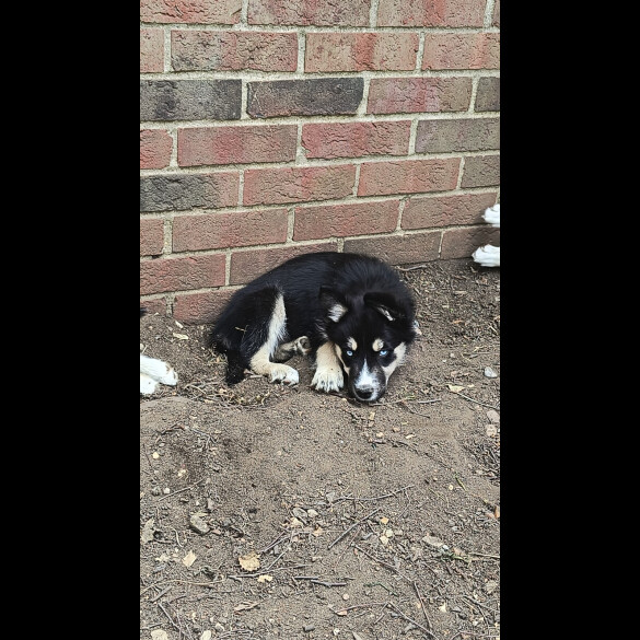 Mixed Breed - Both