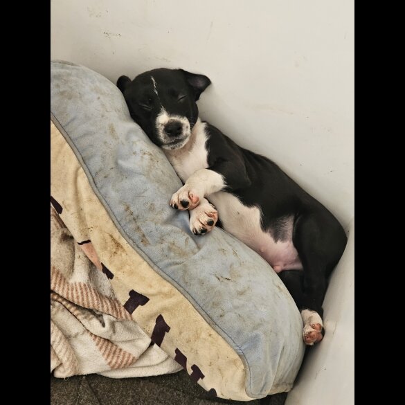 Mixed Breed - Both