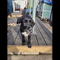 Mixed Breed - Both