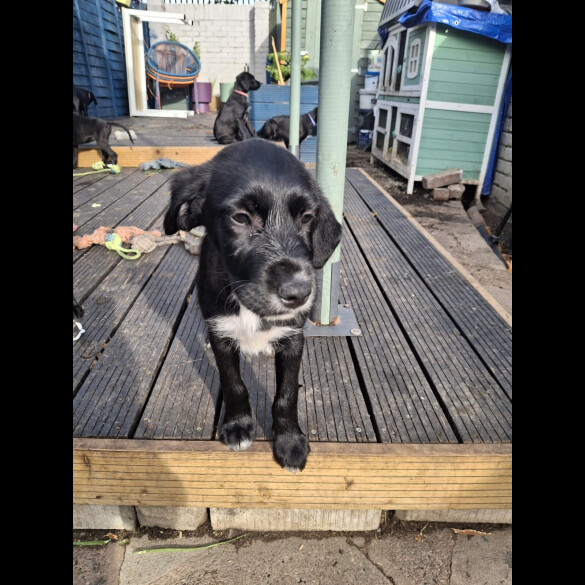 Mixed Breed - Both