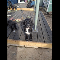 Mixed Breed - Both