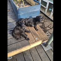 Mixed Breed - Both