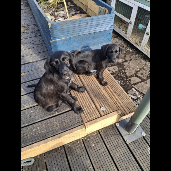 Mixed Breed - Both
