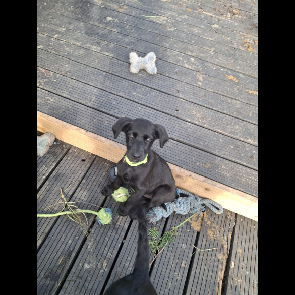Mixed Breed - Both