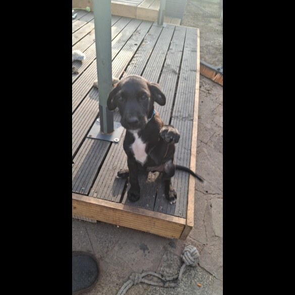 Mixed Breed - Both