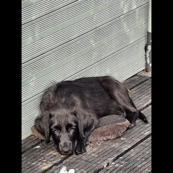 Mixed Breed - Both