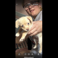 Mixed Breed - Both