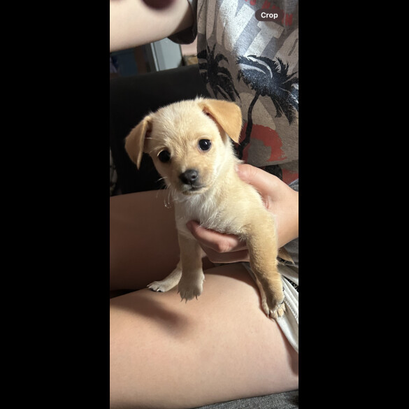 Mixed Breed - Both