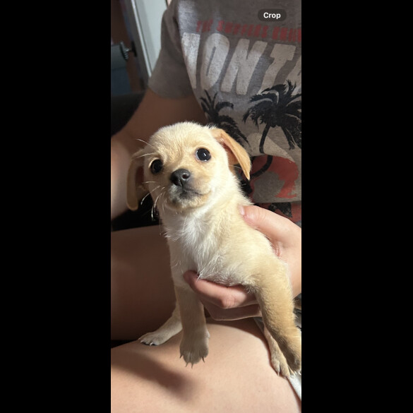 Mixed Breed - Both