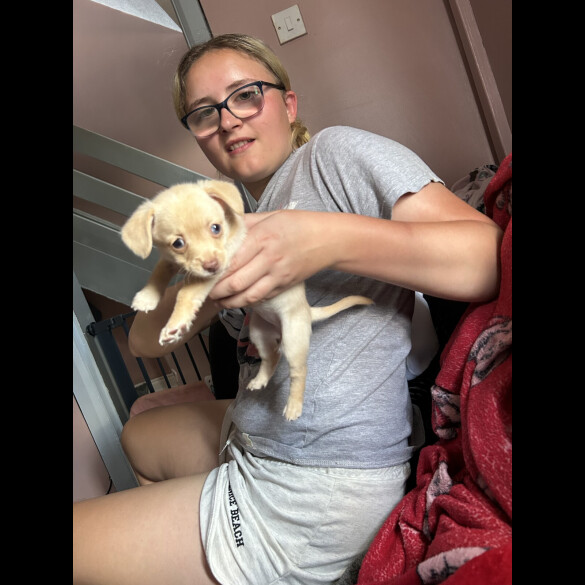 Mixed Breed - Both
