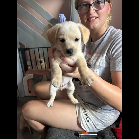 Mixed Breed - Both