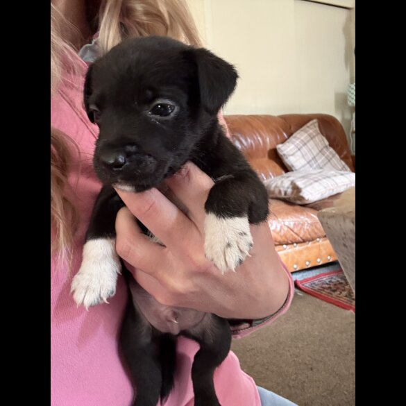 Mixed Breed - Dogs