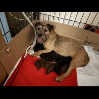 Mixed Breed - Dogs