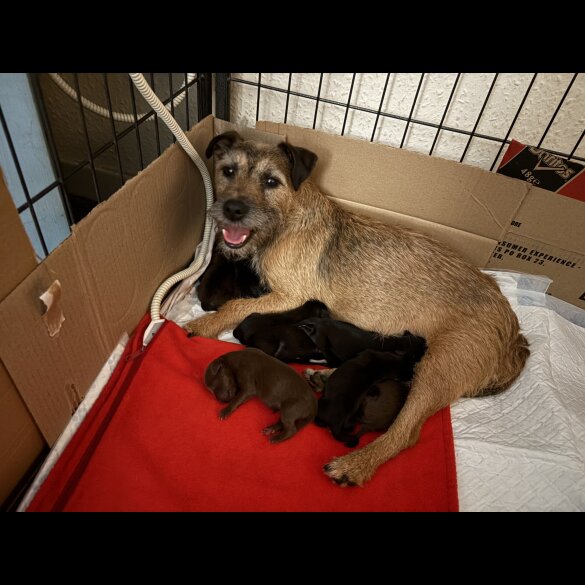 Mixed Breed - Dogs