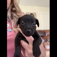 Mixed Breed - Dogs