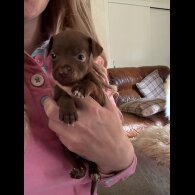 Mixed Breed - Dogs
