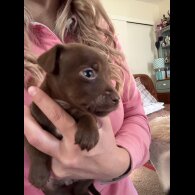 Mixed Breed - Dogs
