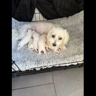 Maltese - Dogs