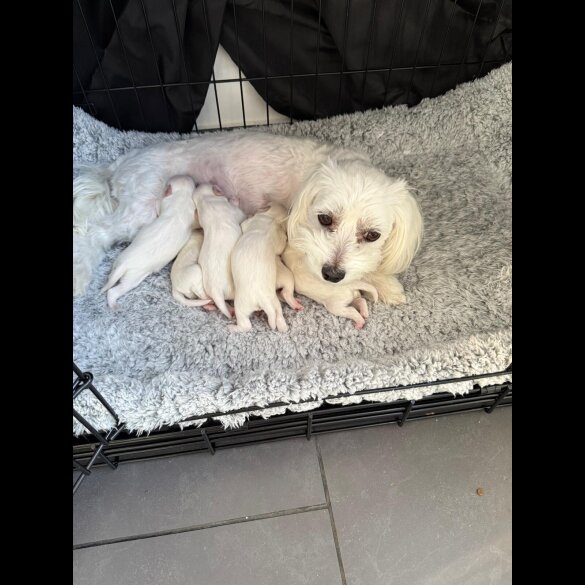 Maltese - Dogs
