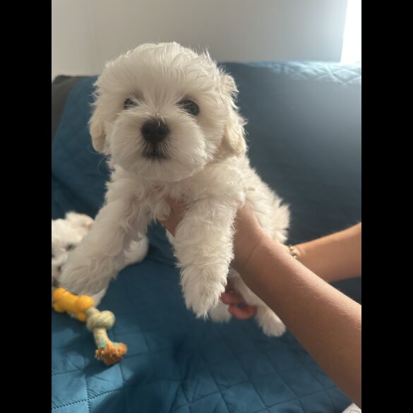Maltese - Dogs