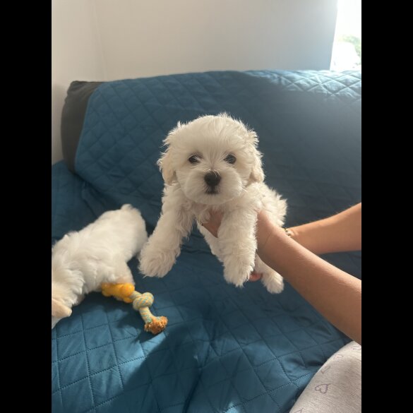 Maltese - Dogs