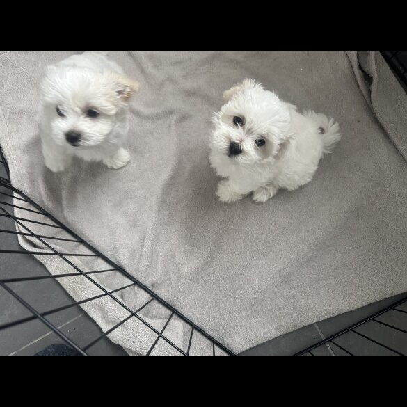 Maltese - Dogs