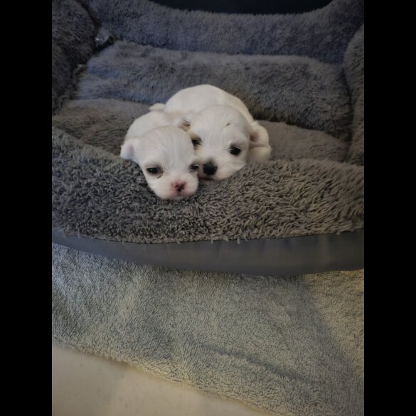 Maltese - Both