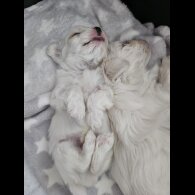 Maltese - Both