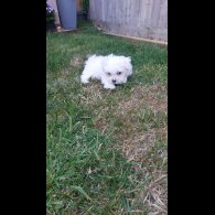Maltese - Both
