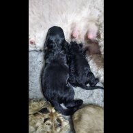 Labradoodle - Both