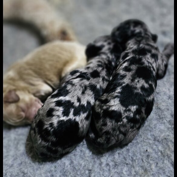 Labradoodle - Both