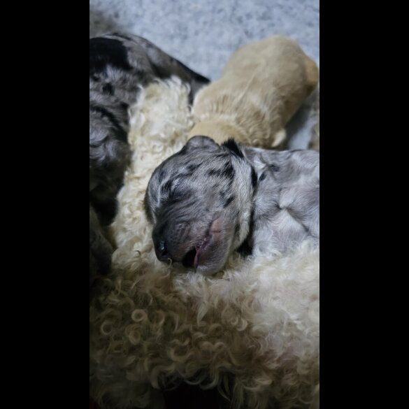 Labradoodle - Both