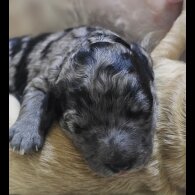 Labradoodle - Both