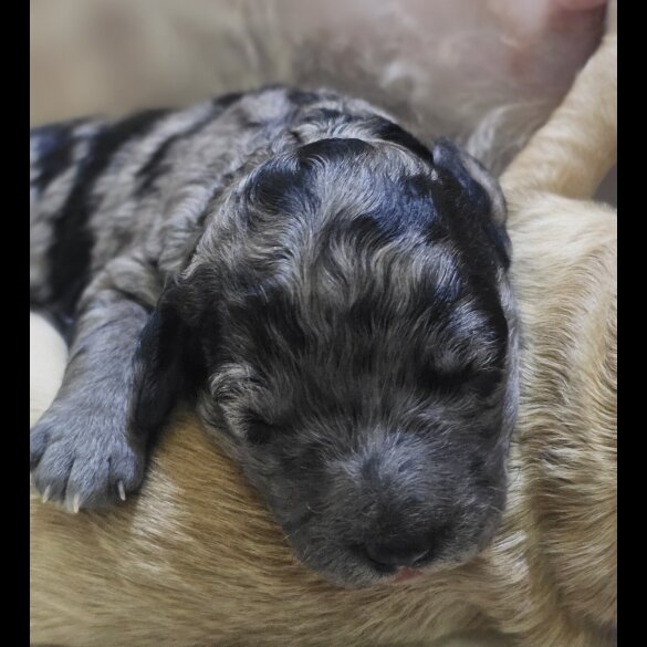 Labradoodle - Both