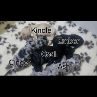 Labradoodle - Both