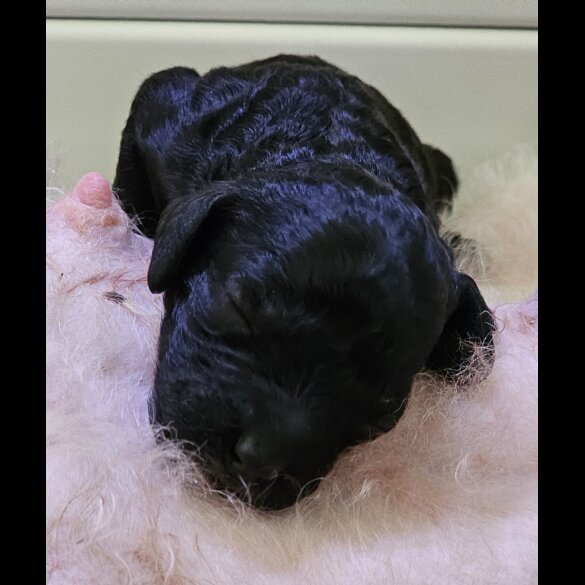 Labradoodle - Both