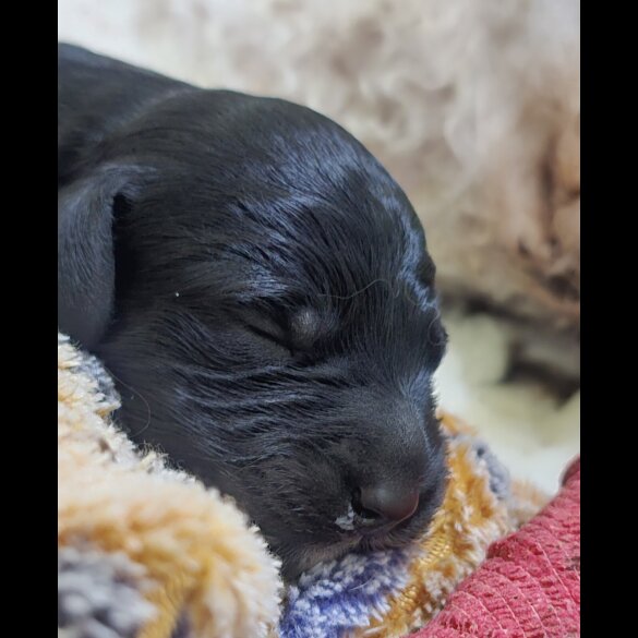 Labradoodle - Both