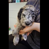 Labradoodle - Both