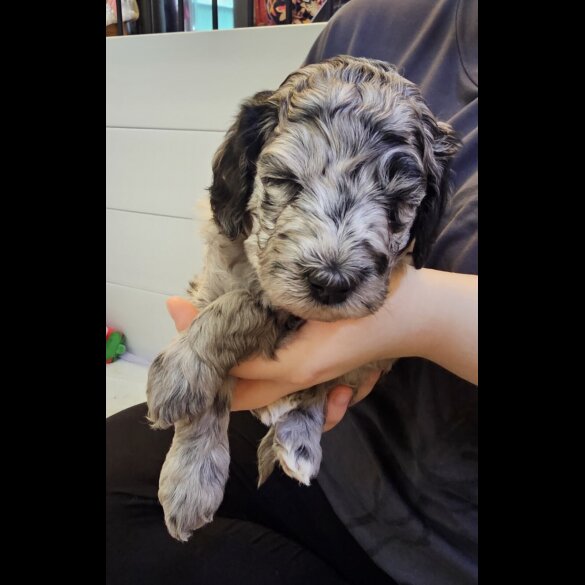 Labradoodle - Both