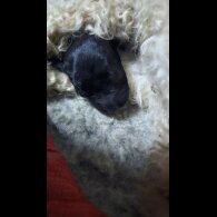 Labradoodle - Both