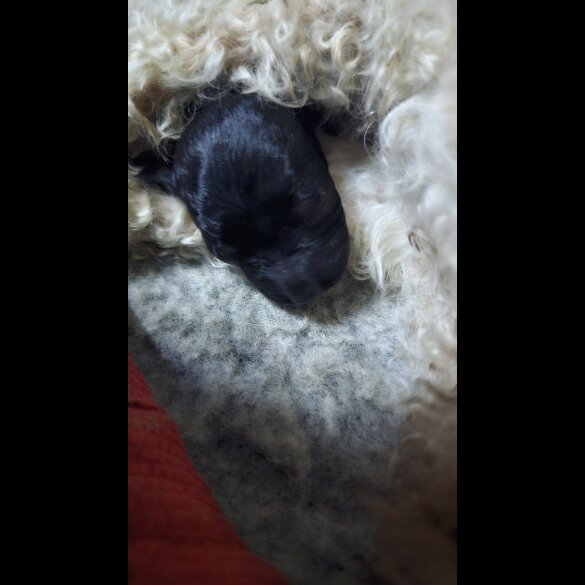 Labradoodle - Both