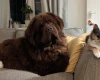 Newfoundland