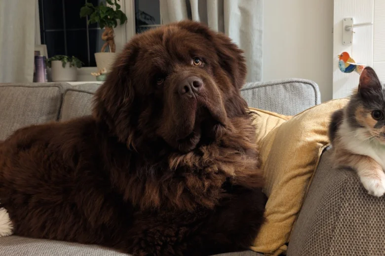 Newfoundland