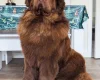 Newfoundland