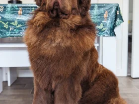 Newfoundland