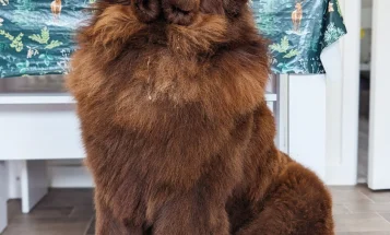 Newfoundland