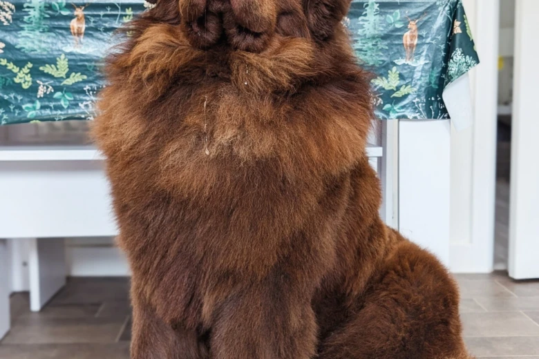 Newfoundland